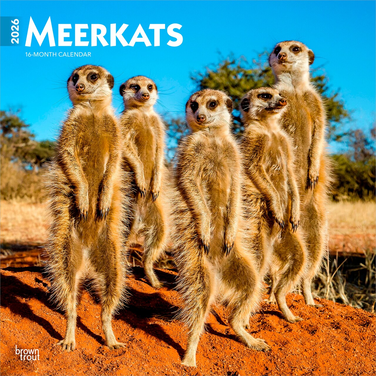 Meerkats | 2026 12 x 24 Inch (Hanging) Monthly Square Wall Calendar | Plastic-Free